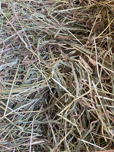 Hay
