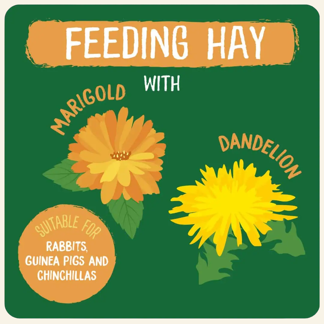 Burgess Excel Dandelion & Marigold Timothy Hay 1kg