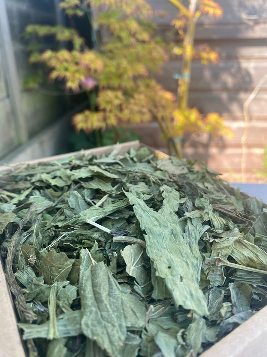 Plantain Forage Mix
