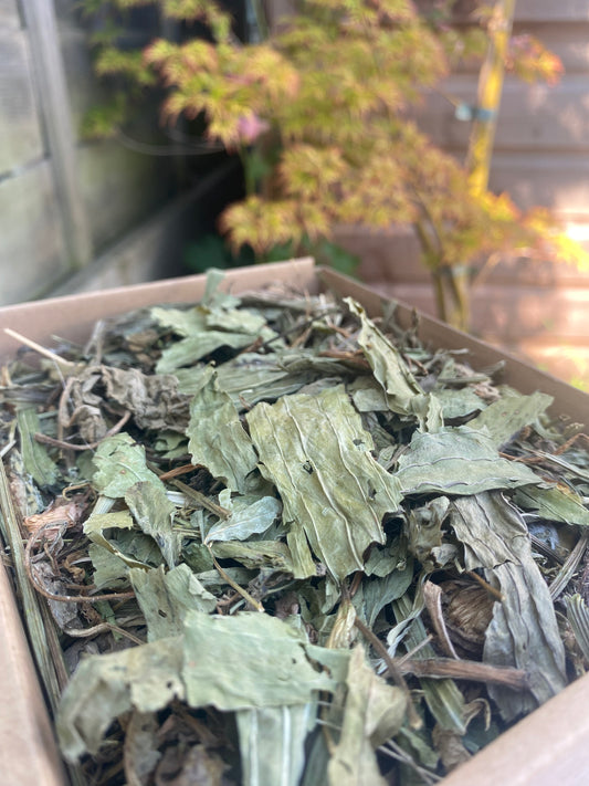 Dandelion Salad Mix