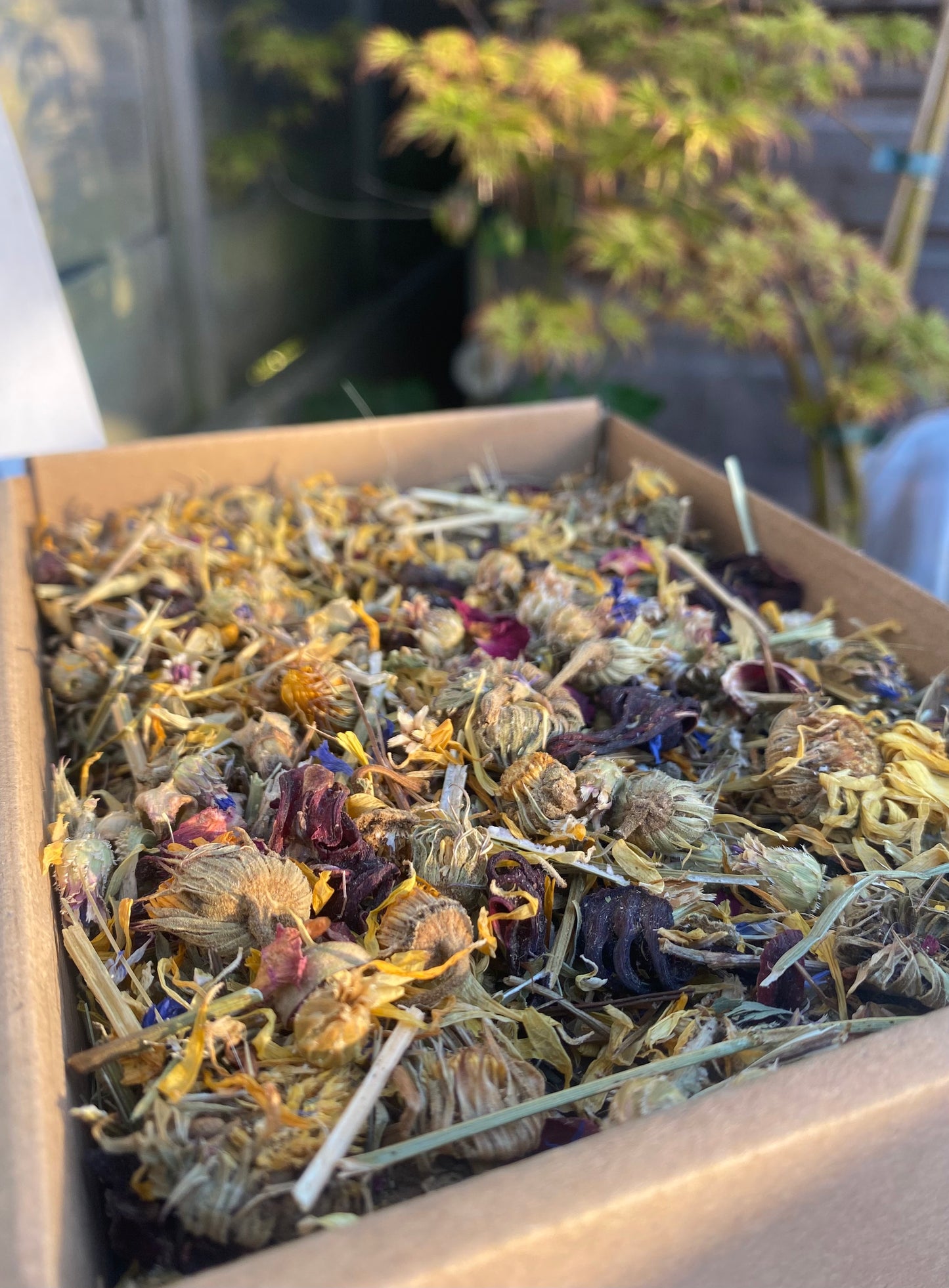 Wildflower forage mix